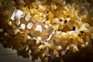 Popcorn Shrimp by Tony Cherbas 